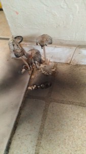 preventative maintenance for your rental properties