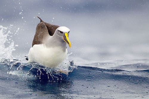 Albatross Albatross around your neck