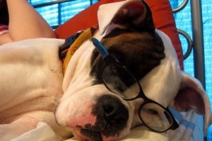 pet policy for landlords