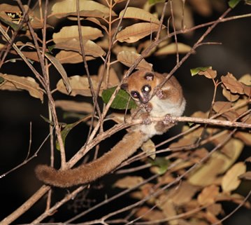 furry-eared dwarf lemur