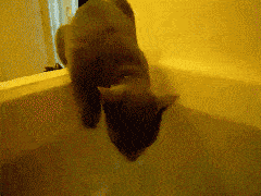 Mad Cat  Funny Cat GIFs on Make a GIF