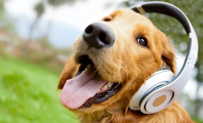4 Things to Check Before Allowing Pets in Your Rental Property