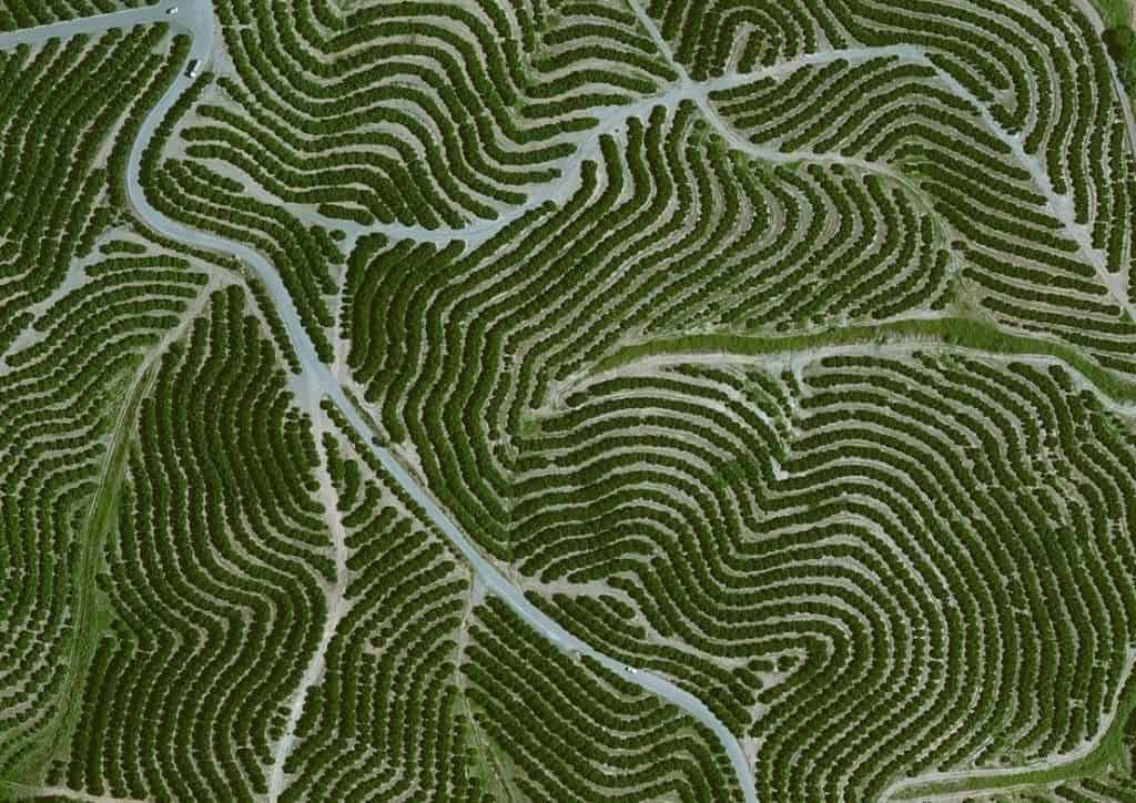 Vineyards, Huelva, Spain