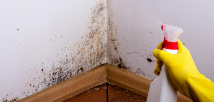 How to Prevent (& Deal With) Mold in Your Rental Properties