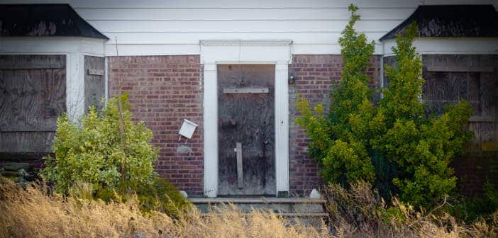 overgrown yard