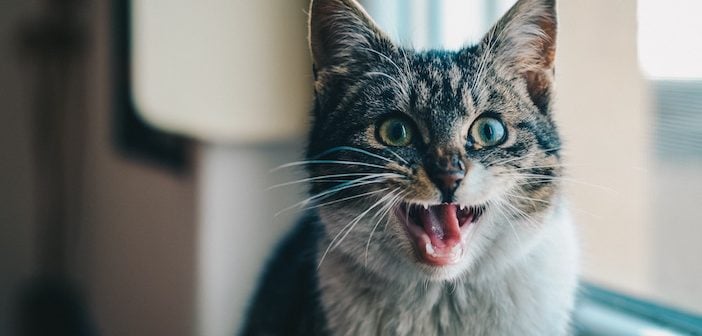 scarycat