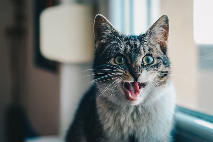 scarycat