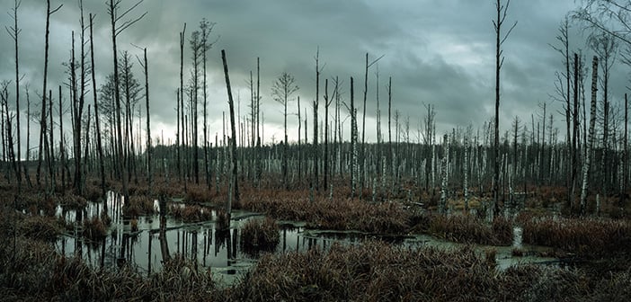 Panoramic view of a misty swamp in the forest with copy space