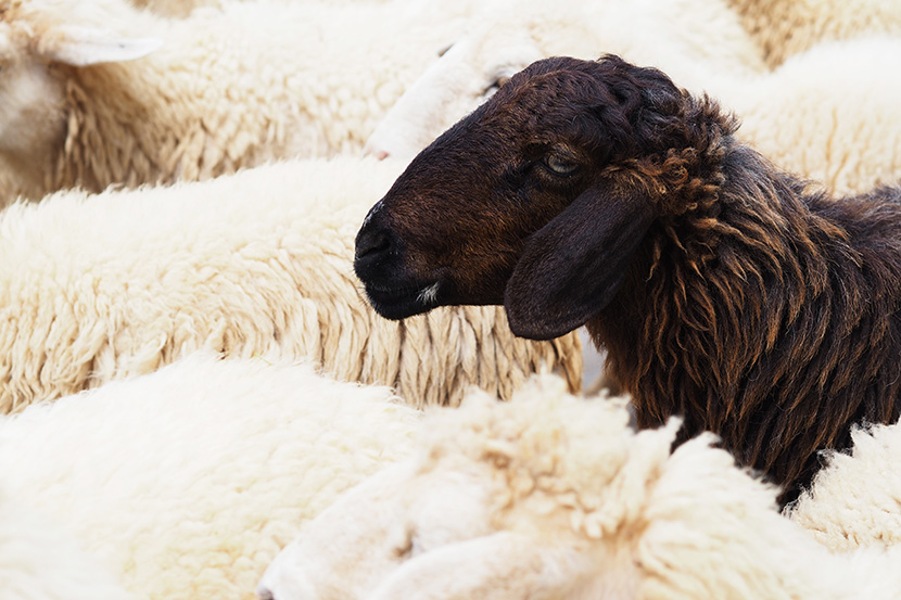 3 Ways to Be the “Black Sheep” of Real Estate Investing (& Not Follow the Herd to Slaughter)