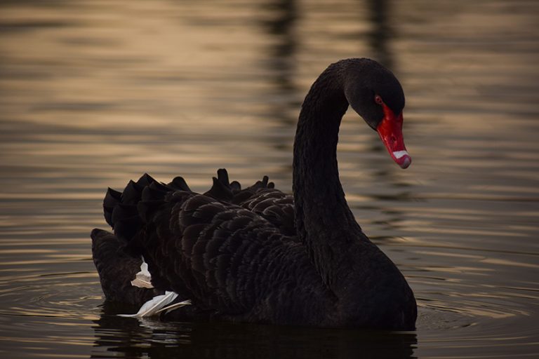 Caught OffGuard by COVID19? How to Prepare for the Next Black Swan