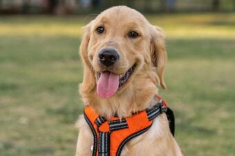 Unauthorized Pets in Rentals: What They Cost Landlords